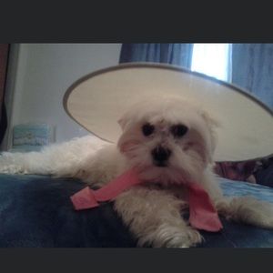 Meet your Posher, Emma